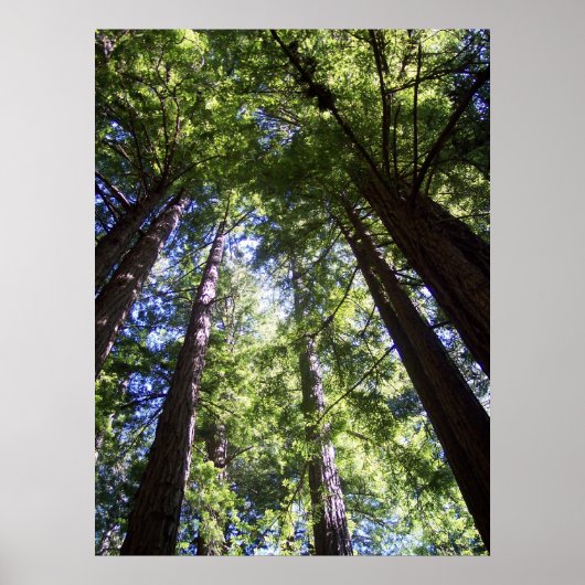 Muir Woods Poster (Vorne)