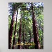 Muir Woods Poster (Vorne)