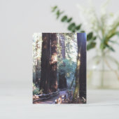 Muir Woods Postkarte (Stehend Vorderseite)