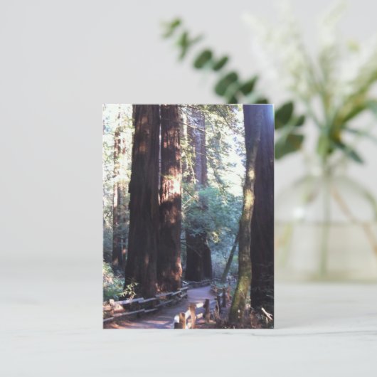 Muir Woods Postkarte (Stehend Vorderseite)