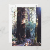 Muir Woods Postkarte (Vorne/Hinten)
