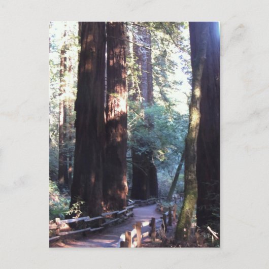 Muir Woods Postkarte (Vorderseite)