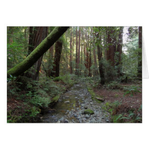 Muir Woods Stream Forest Landschaft