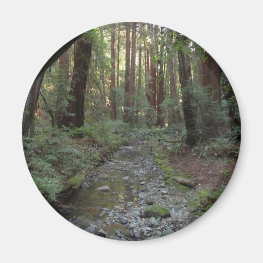 Muir Woods Stream Forest Landschaft Magnet (Vorne)