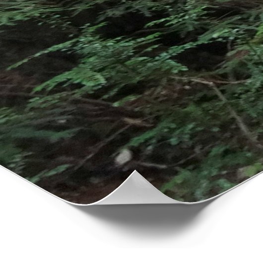 Muir Woods Stream Forest Landschaft Poster (Ecke)