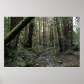 Muir Woods Stream Forest Landschaft Poster (Vorne)