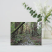 Muir Woods Stream Forest Landschaft Postkarte (Stehend Vorderseite)