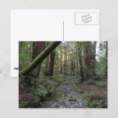 Muir Woods Stream Forest Landschaft Postkarte (Vorne/Hinten)
