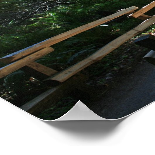 "Muir Woods Walk" Poster (Ecke)