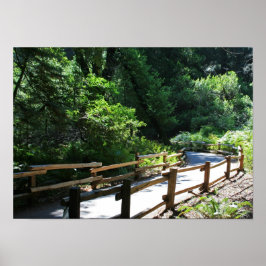 "Muir Woods Walk" Poster
