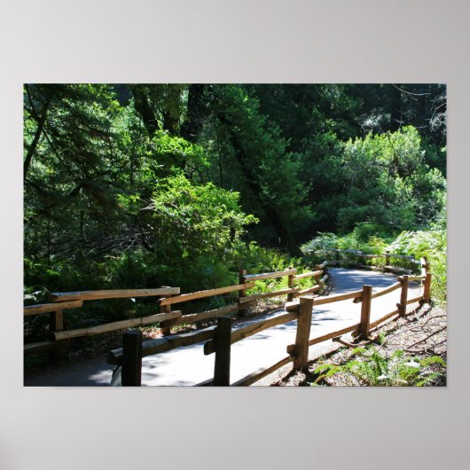 "Muir Woods Walk" Poster (Vorne)