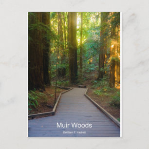 Muir Woods Walkway California Products Postkarte