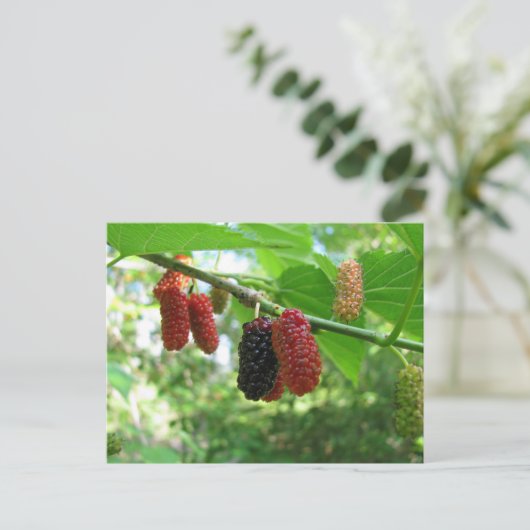 Mulberry Tree Postkarte (Stehend Vorderseite)