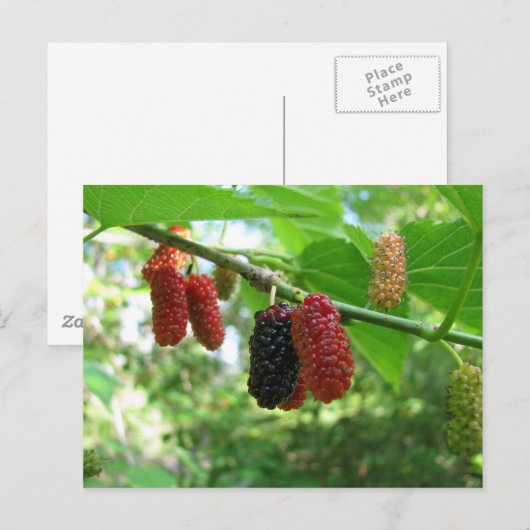 Mulberry Tree Postkarte (Vorne/Hinten)