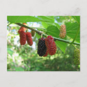 Mulberry Tree Postkarte (Vorderseite)