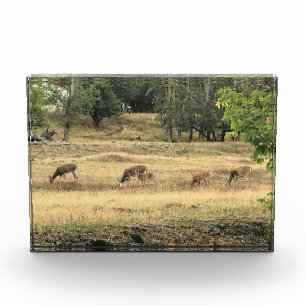 Mule Dee in einem Feld Fotoblock