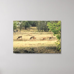 Mule Dee in einem Feld Leinwanddruck