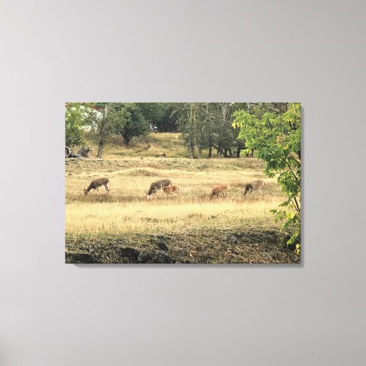 Mule Dee in einem Feld Leinwanddruck (Vorderseite)