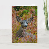 Mule Dee mit Herbstfarben Danke Karte (Vorderseite)