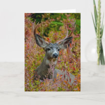 Mule Dee mit Herbstfarben Danke Karte