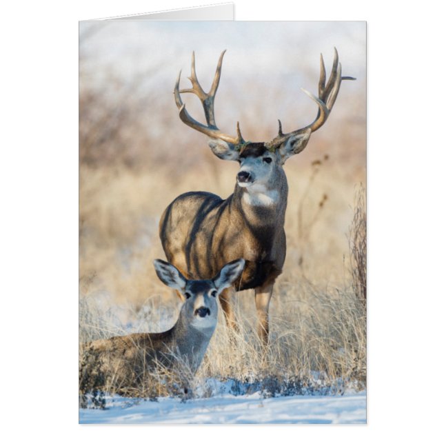 Mule Deer Buck and Doe (Vorne)