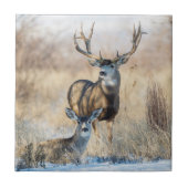Mule Deer Buck and Doe Fliese (Vorderseite)
