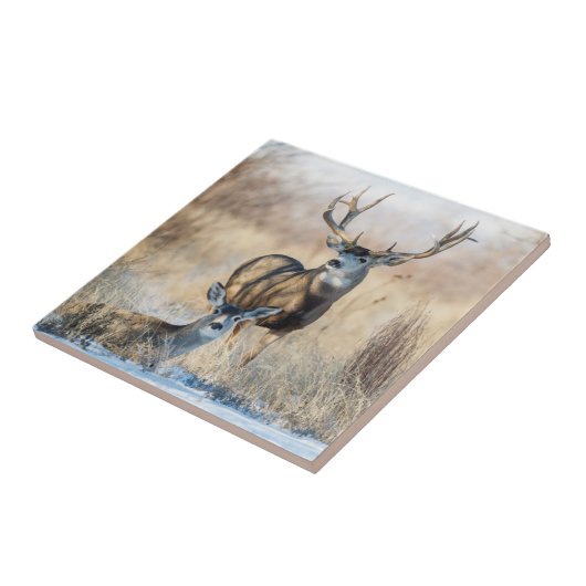 Mule Deer Buck and Doe Fliese (Seite)