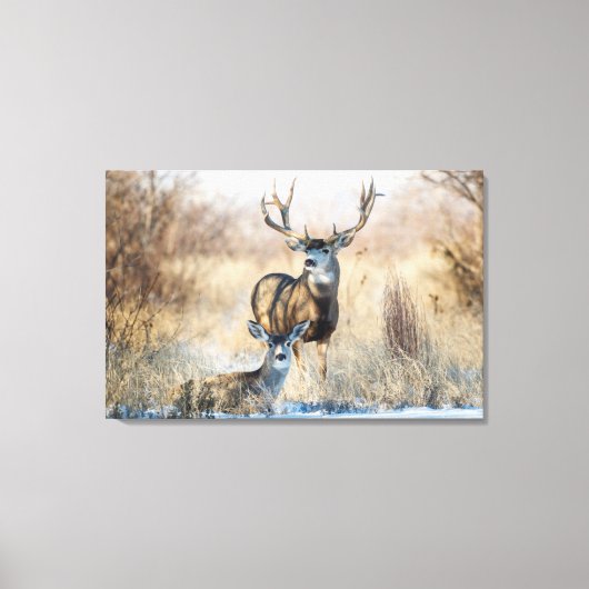 Mule Deer Buck and Doe Leinwanddruck (Vorderseite)