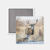 Mule Deer Buck and Doe Magnet (Vorderseite/Rückseite)