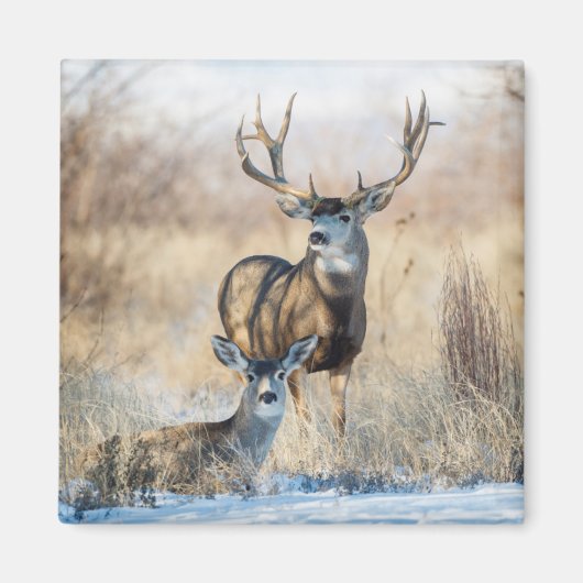 Mule Deer Buck and Doe Magnet (Vorne)