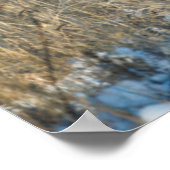 Mule Deer Buck and Doe Poster (Ecke)