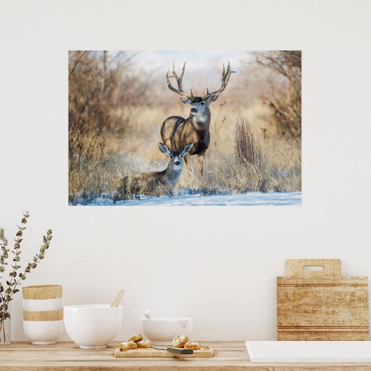 Mule Deer Buck and Doe Poster (Küche)