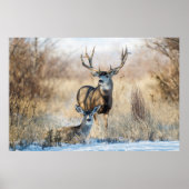 Mule Deer Buck and Doe Poster (Vorne)