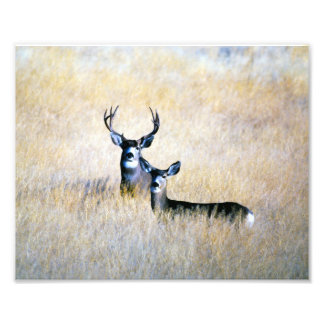 Mule Deer Buck & Doe Digital Fine Art Print Fotodruck