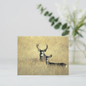 Mule Deer Buck - Doe Postkarte (Stehend Vorderseite)