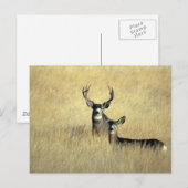 Mule Deer Buck - Doe Postkarte (Vorne/Hinten)
