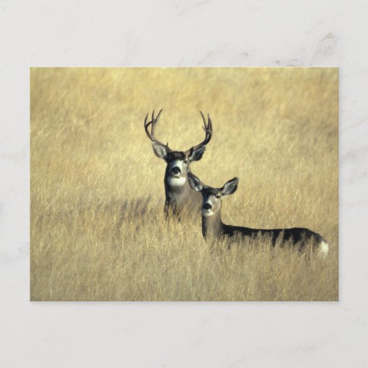 Mule Deer Buck - Doe Postkarte (Vorderseite)