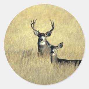 Mule Deer Buck - Doe Runder Aufkleber