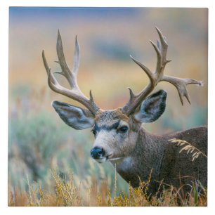 Mule Deer Buck   Grand Teton National Park Wyoming Fliese