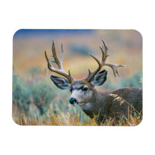 Mule Deer Buck   Grand Teton National Park Wyoming Magnet