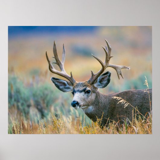 Mule Deer Buck | Grand Teton National Park Wyoming Poster (Vorne)