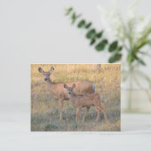 Mule Deer Doe and Fawn Postkarte (Stehend Vorderseite)
