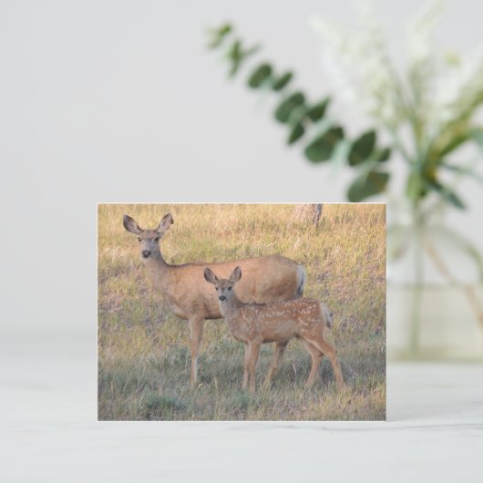 Mule Deer Doe and Fawn Postkarte (Stehend Vorderseite)