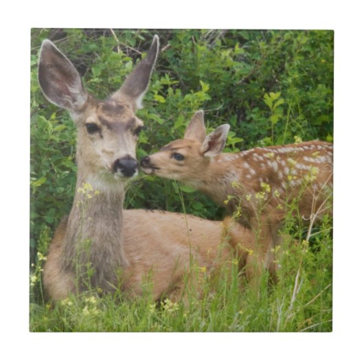 Mule Deer Doe with Fawn Fliese (Vorderseite)