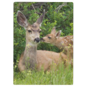 Mule Deer Doe with Fawn Klemmbrett (Rückseite)