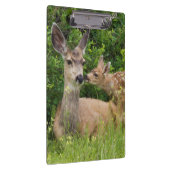Mule Deer Doe with Fawn Klemmbrett (Rechts)