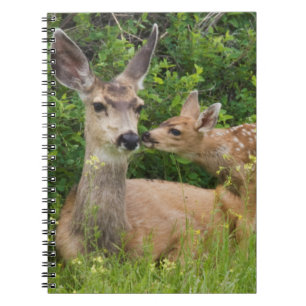 Mule Deer Doe with Fawn Notizblock