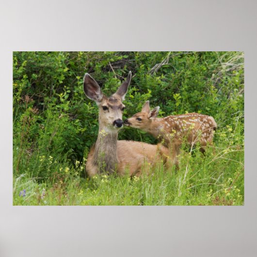 Mule Deer Doe with Fawn Poster (Vorne)