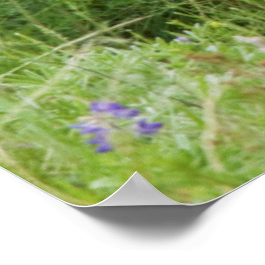 Mule Deer Doe with Fawn Poster (Ecke)