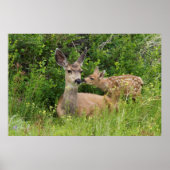 Mule Deer Doe with Fawn Poster (Vorne)